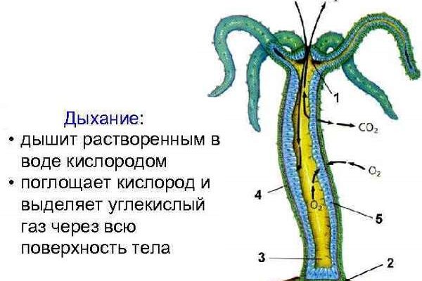 Кракен наркоторговец